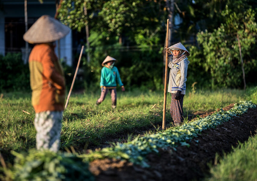 sunset with the farmers